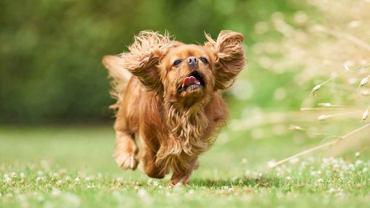 Cavalier King Charles Spaniel