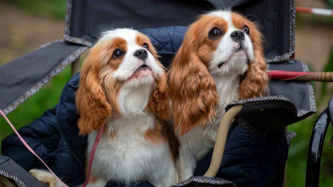 Cavalier King Charles Spaniel