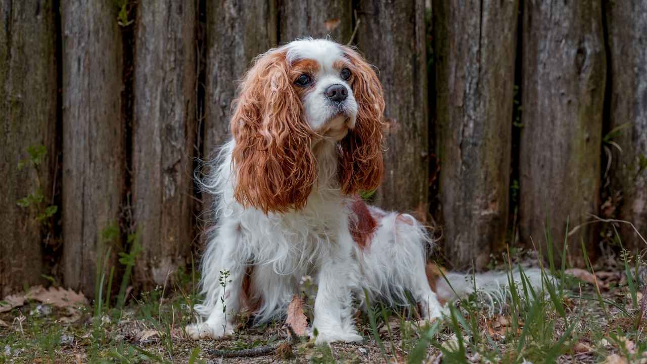 Cavalier King Charles Spaniel