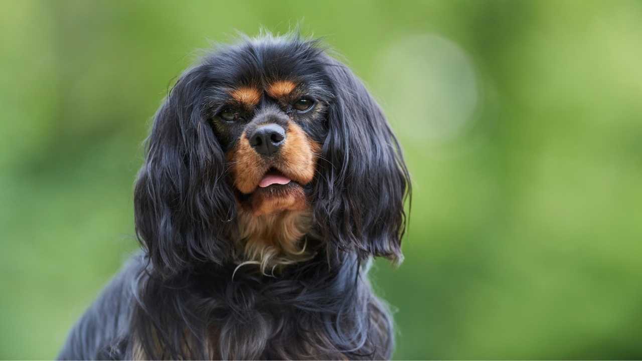 Cavalier King Charles Spaniel