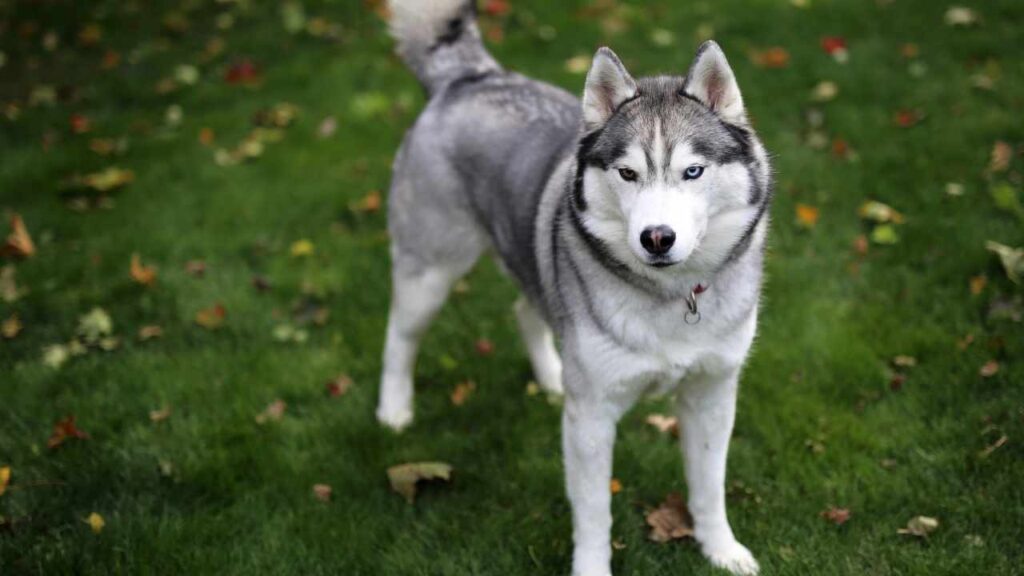 Challenges of Owning a Siberian Husky