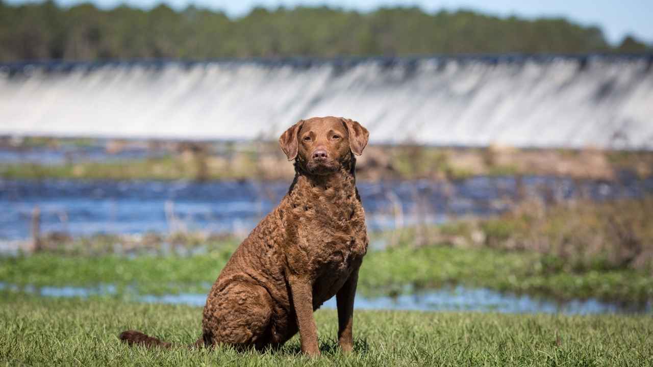 Chesapeake Bay Retriever