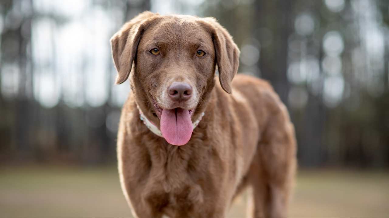 Chesapeake Bay Retriever