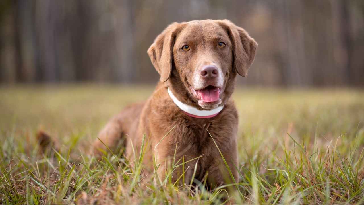 Chesapeake Bay Retriever