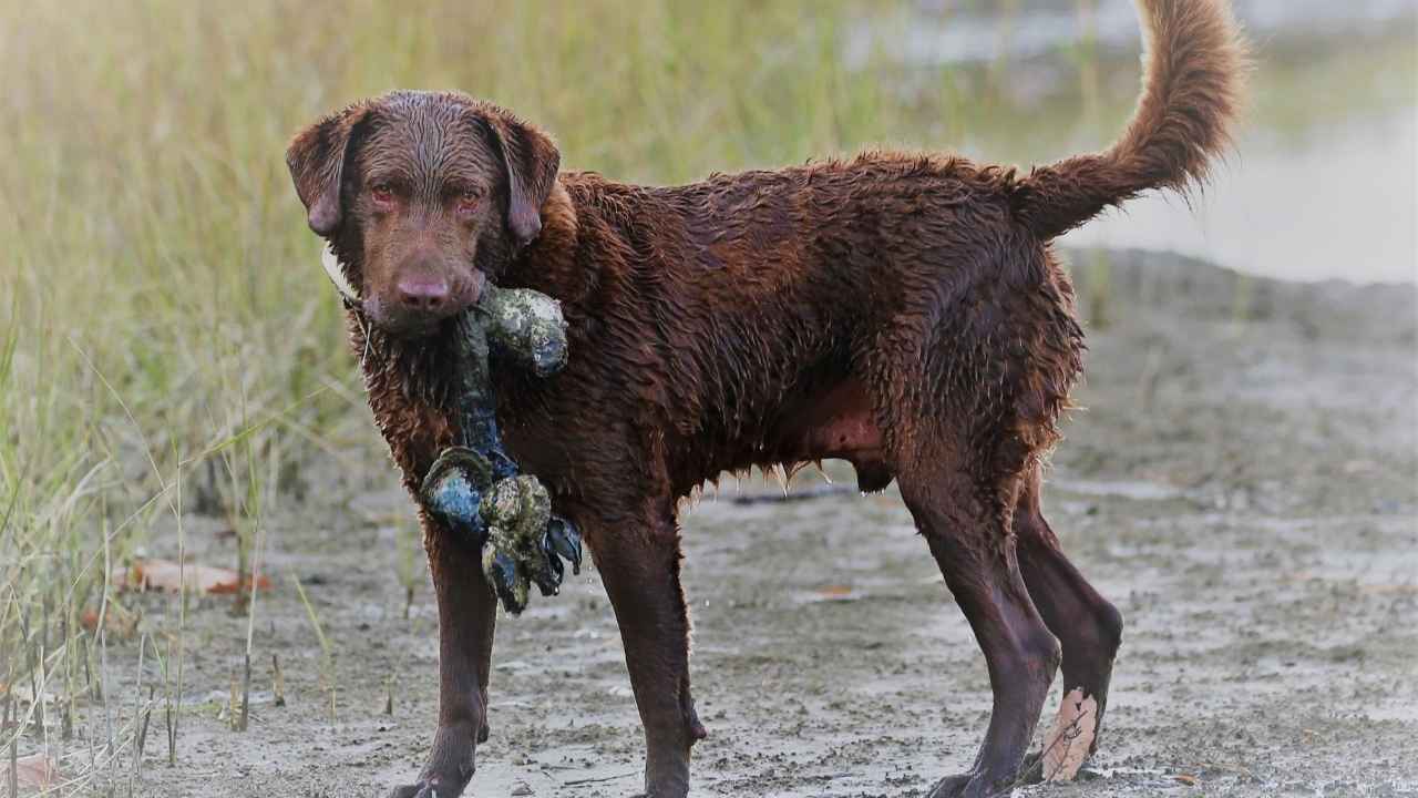 Chesapeake Bay Retriever