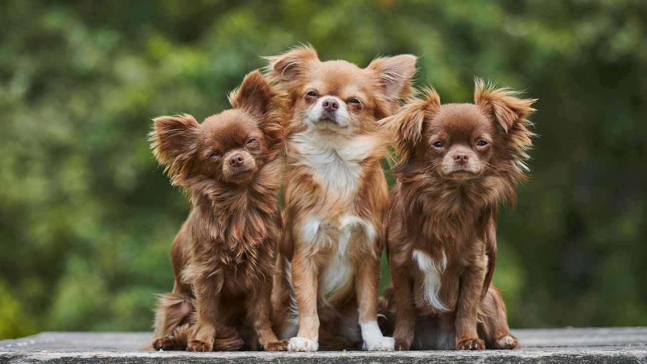 Chihuahua