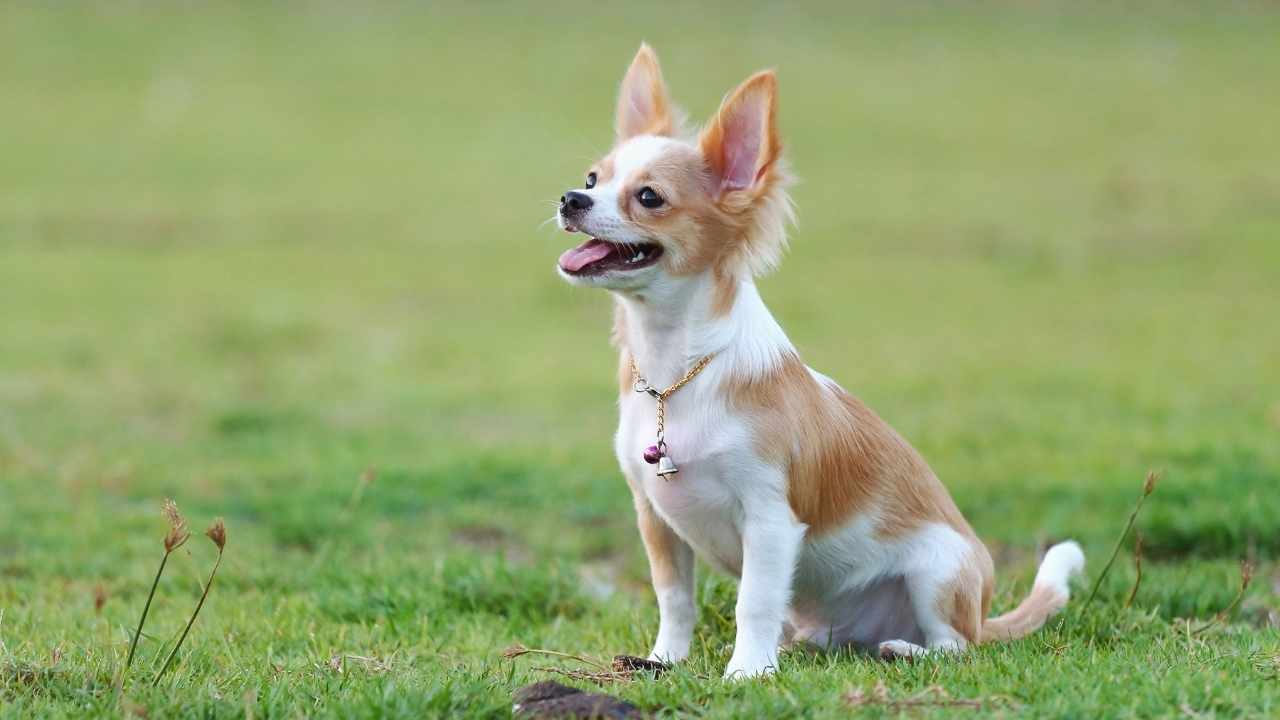 Chihuahua