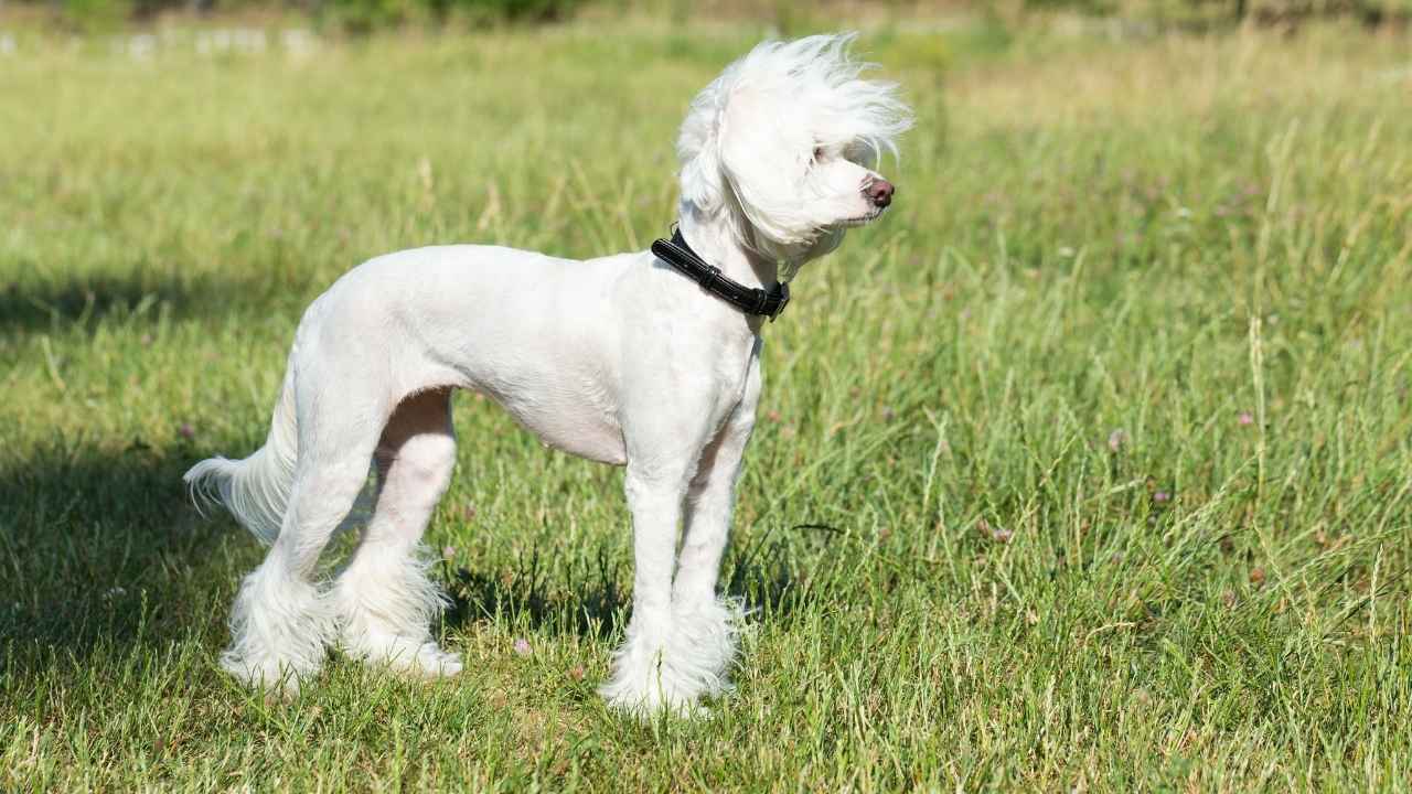 Chinese Crested