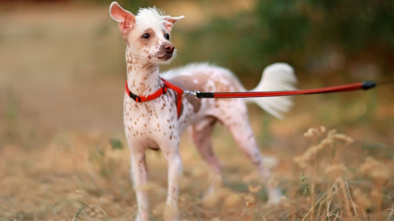 Chinese Crested