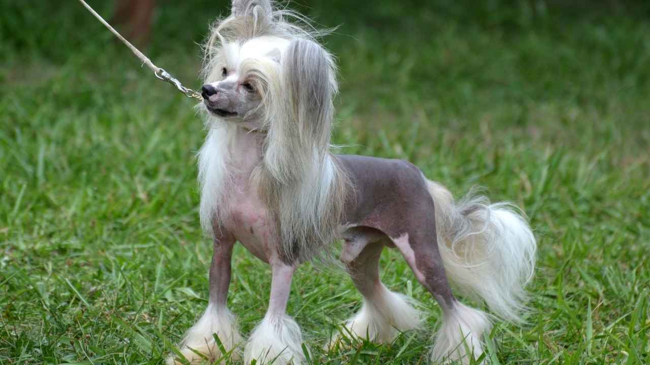 Chinese Crested