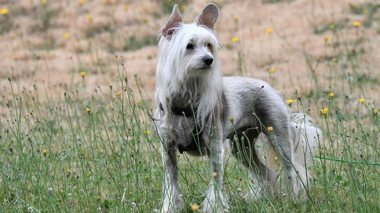 Chinese Crested