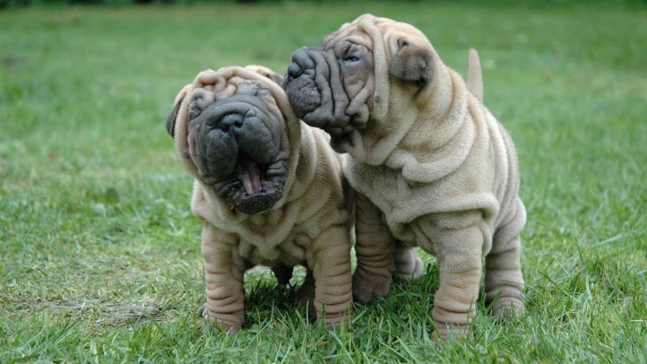 Shar Pei