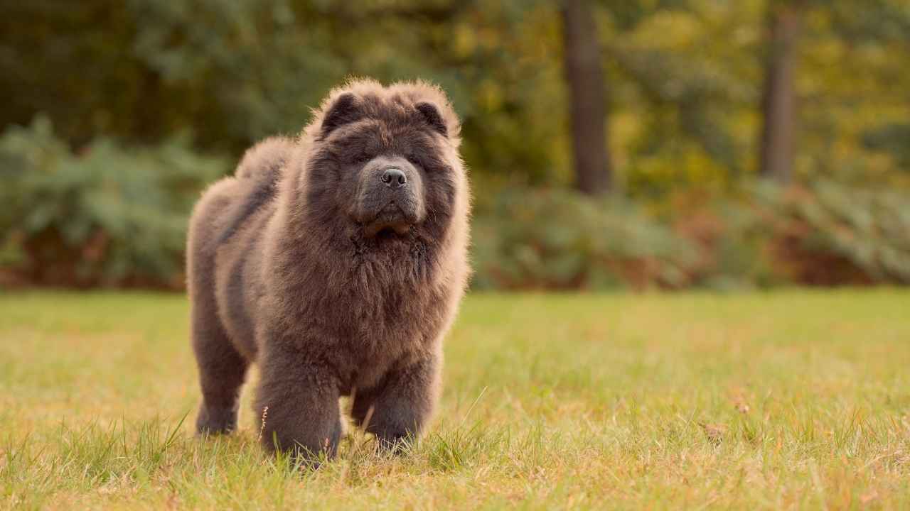 Chow Chow