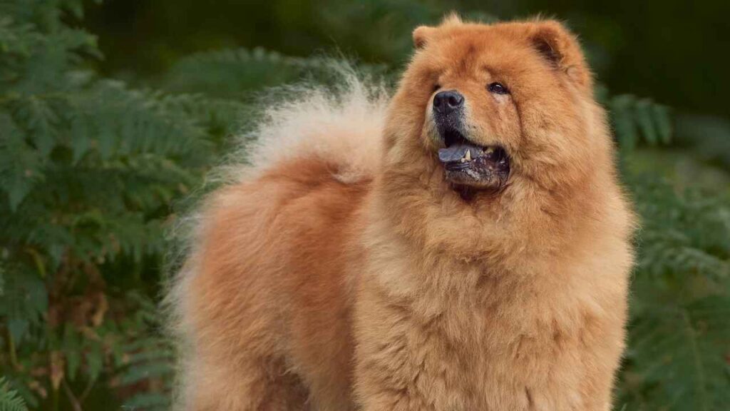 Chow Chow