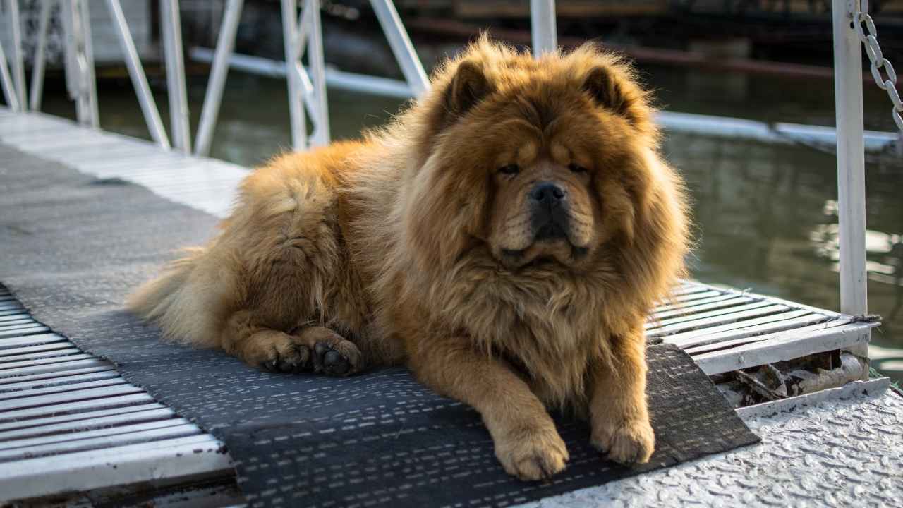 Chow Chow