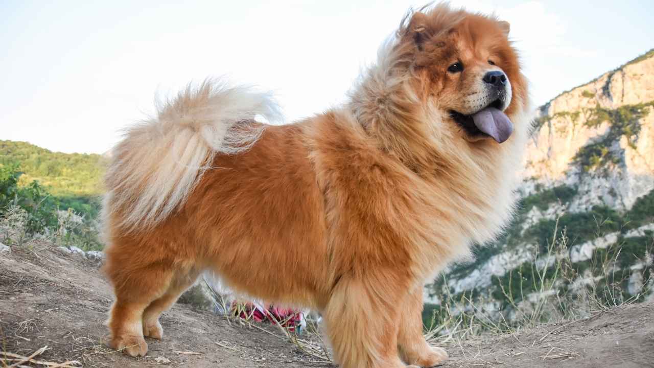 Chow Chow