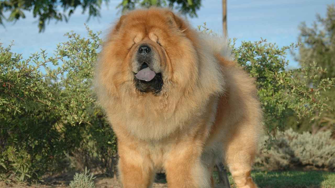 Chow Chow