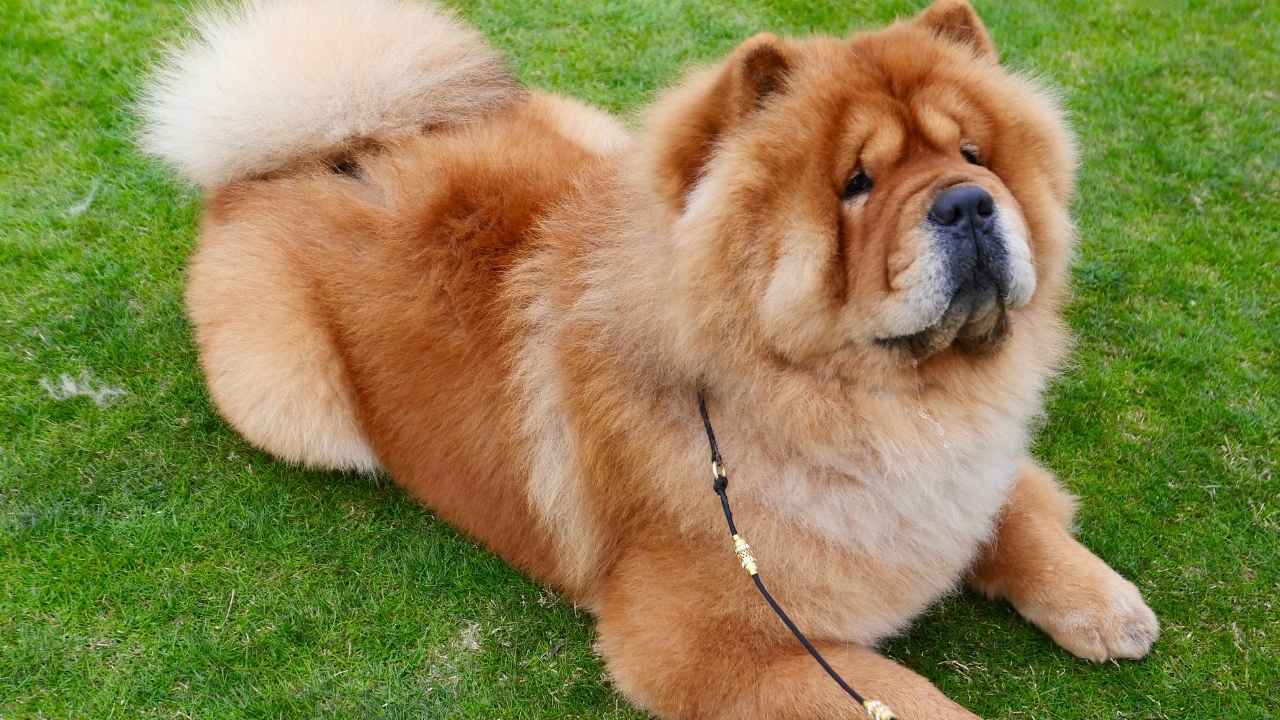 Chow Chow