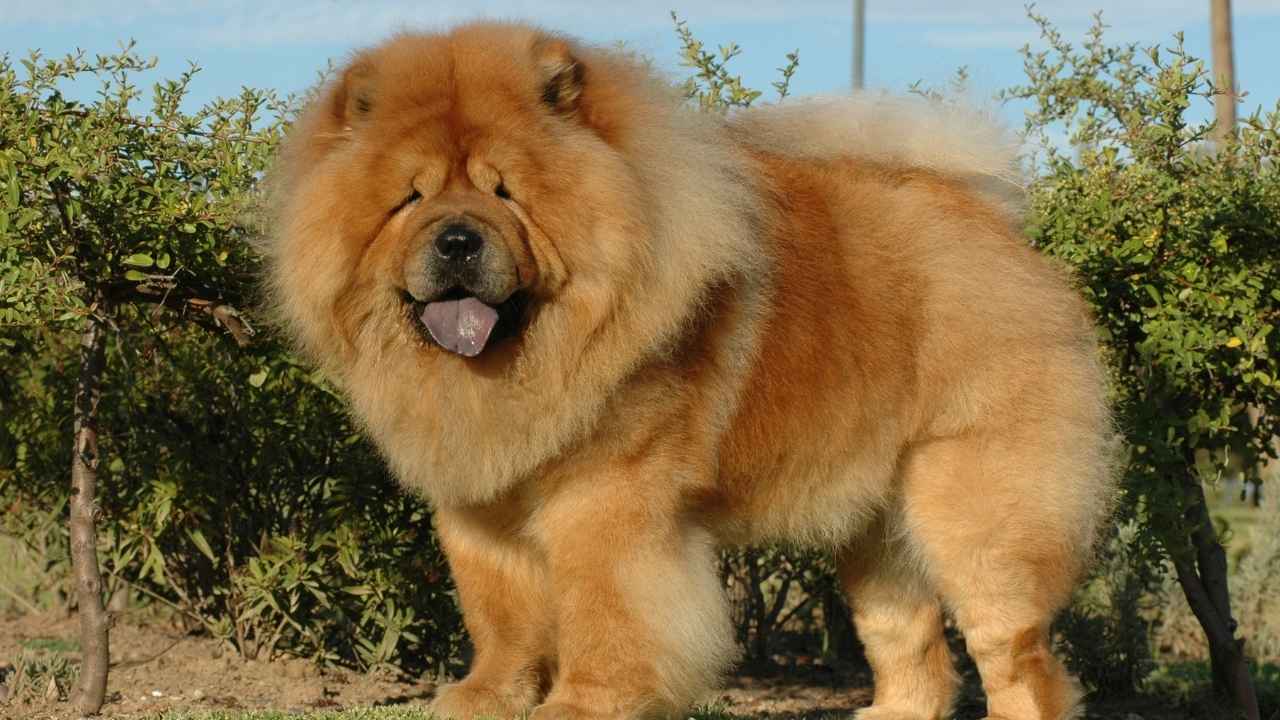 Chow Chow