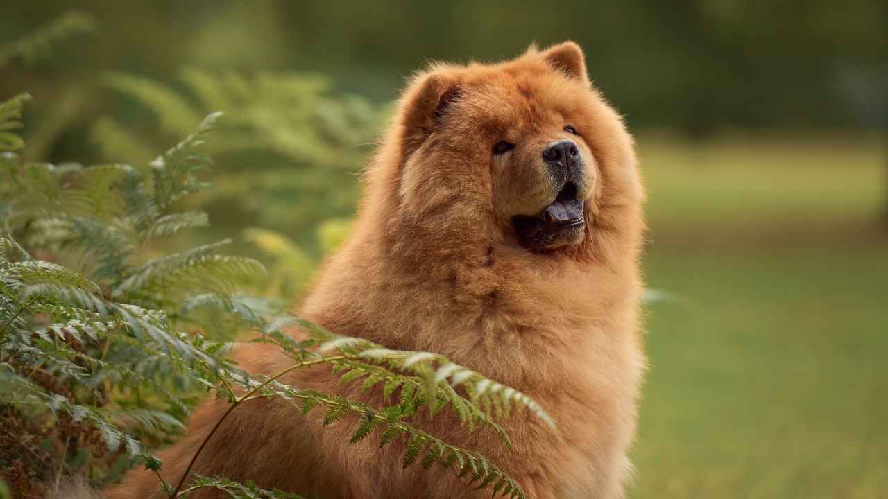 Chow Chow