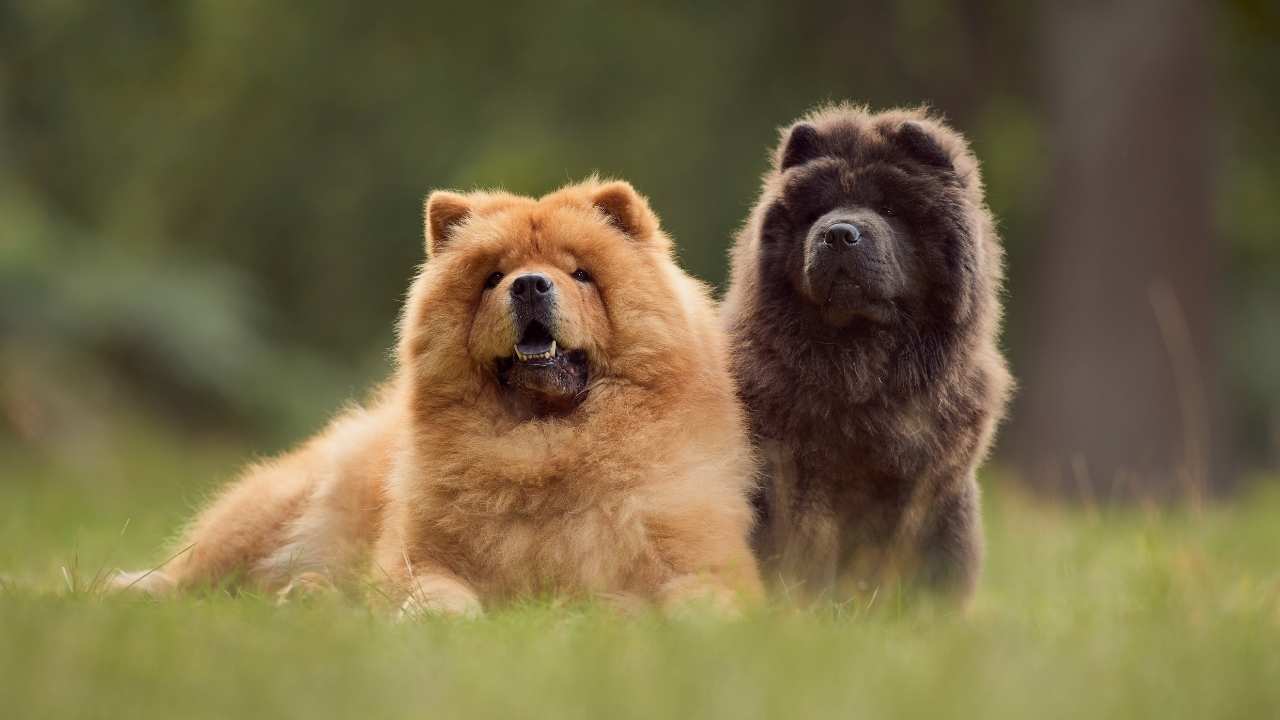 Chow Chow 8 1