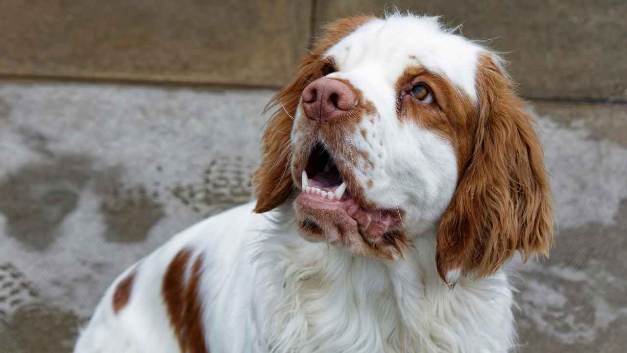 Clumber Spaniel