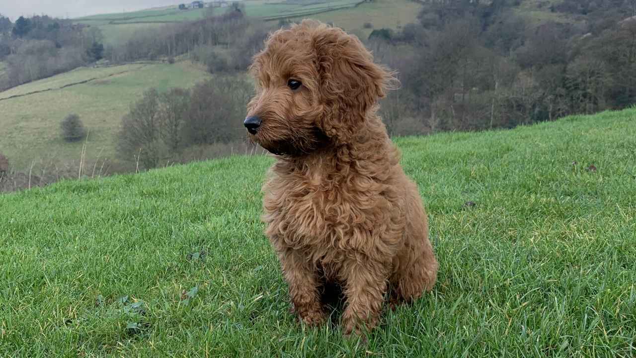 Cockapoo