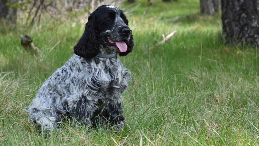 Cocker Spaniel