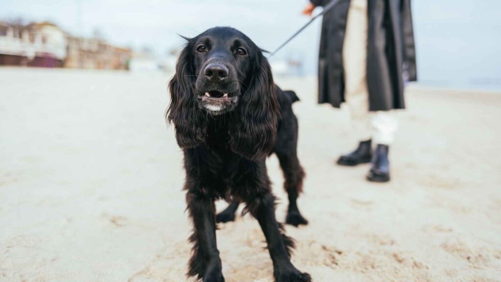 Cocker Spaniel