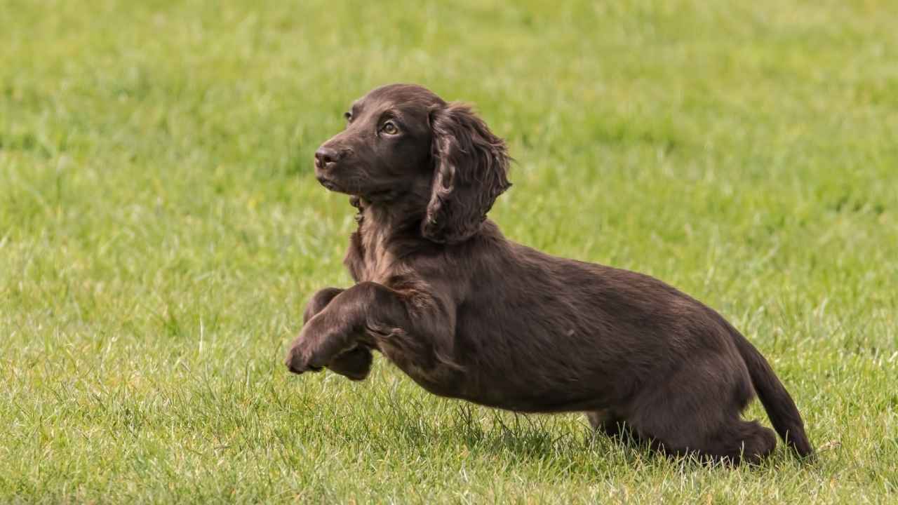 Cocker Spaniel