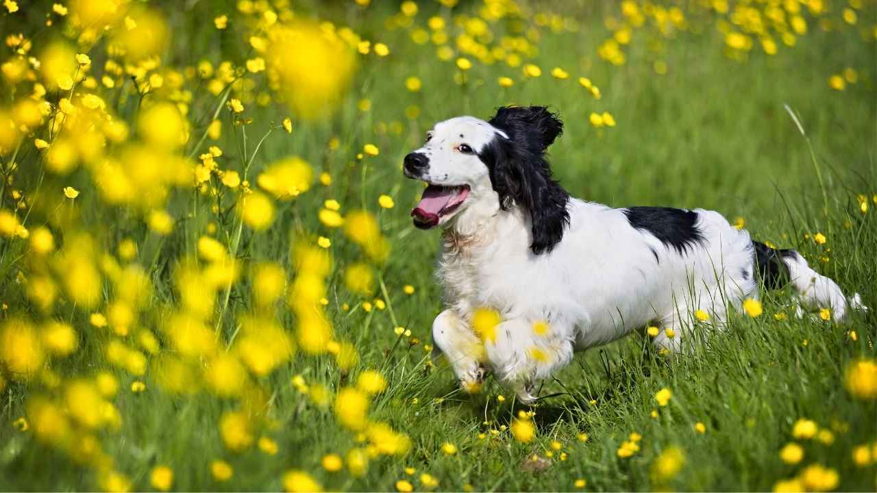 Cocker Spaniel