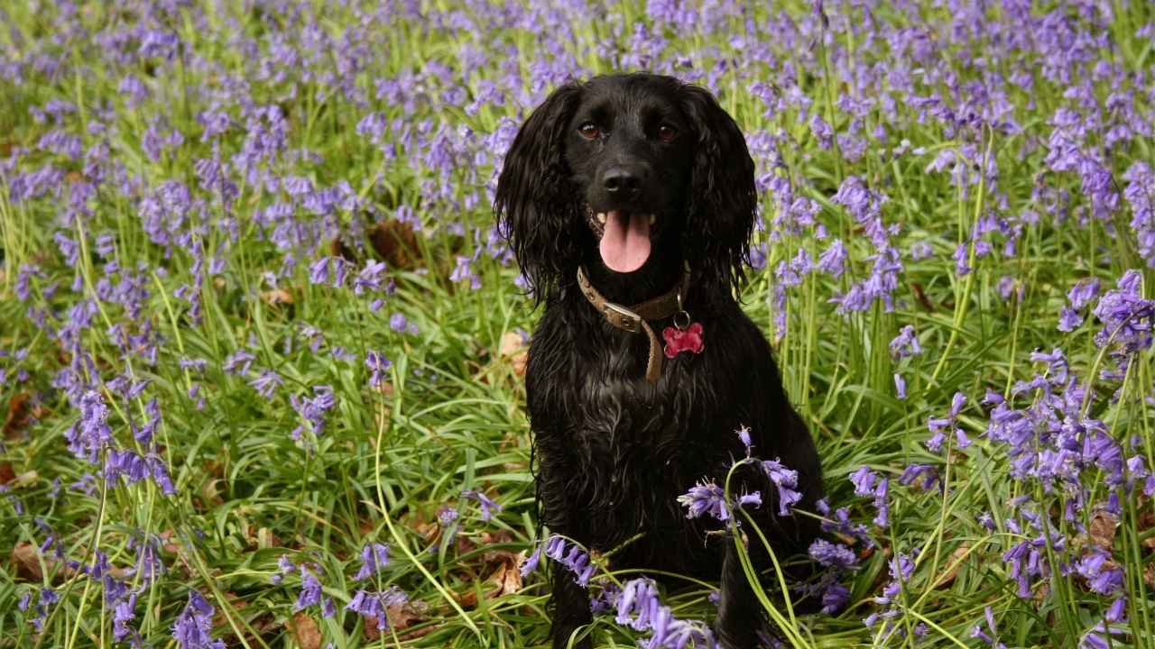 Cocker Spaniel