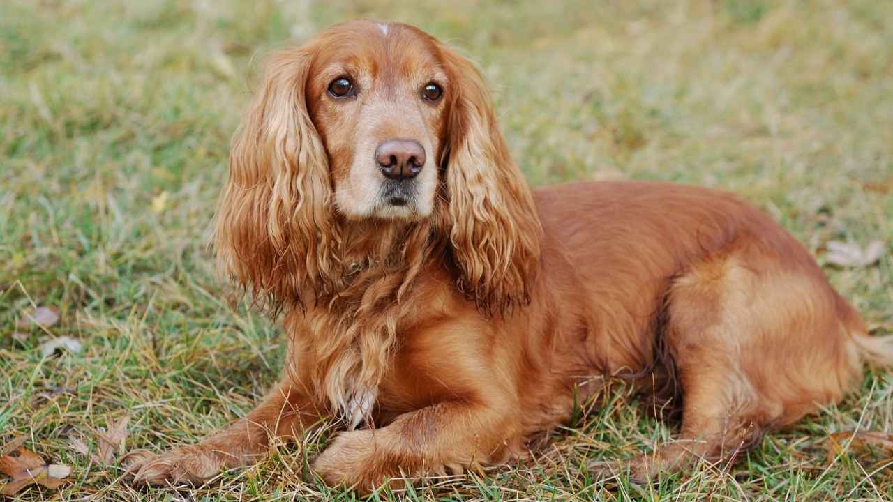 Cocker Spaniel