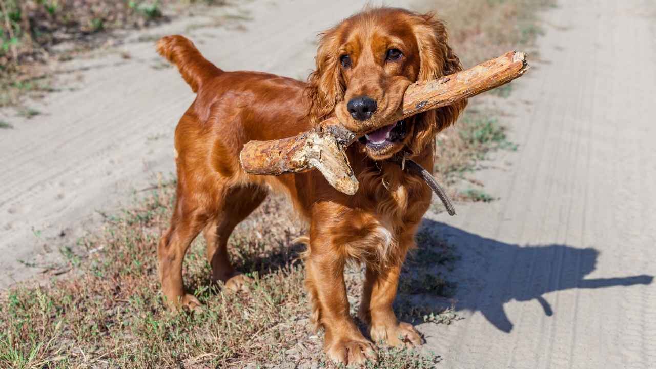 Cocker Spaniel