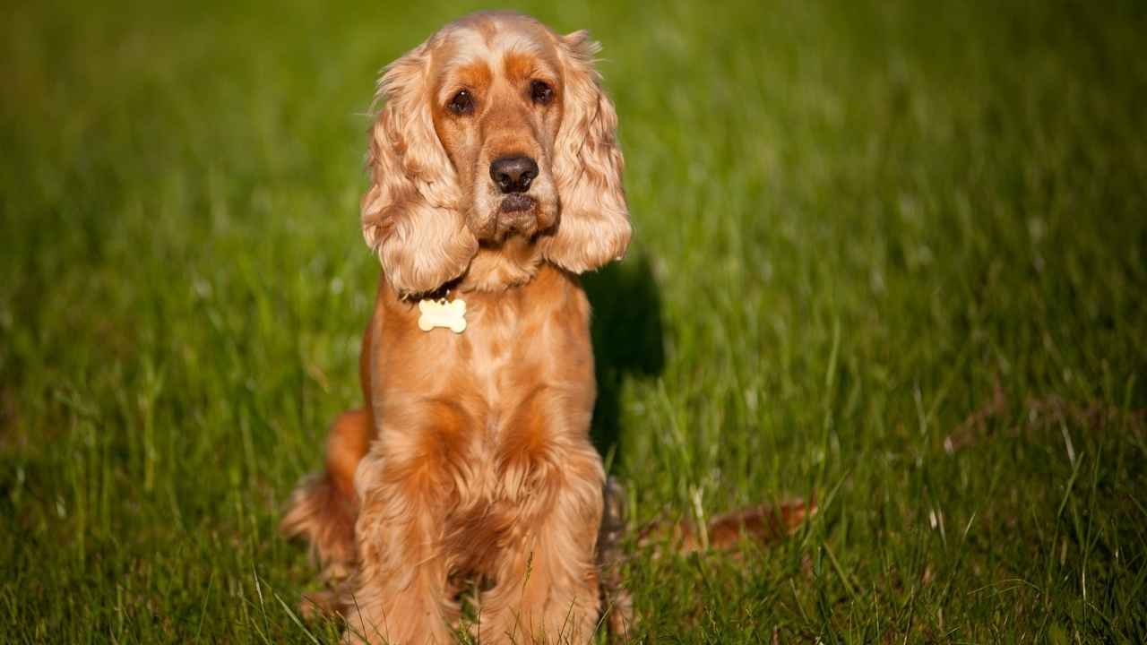 Cocker Spaniel