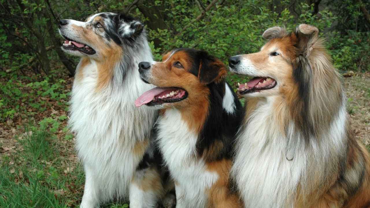 Collie