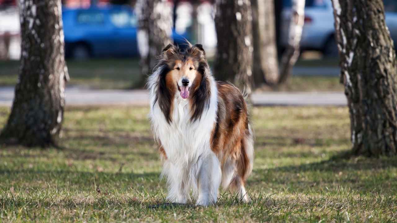 Collie