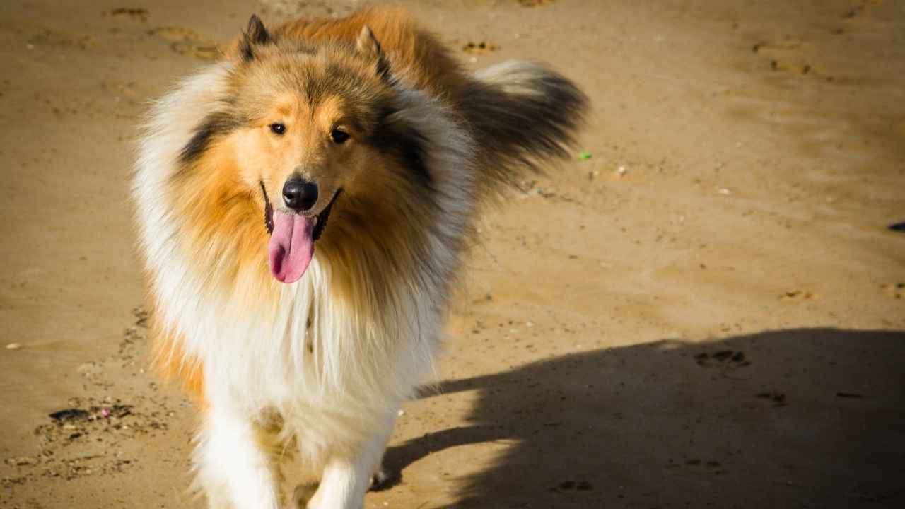 Collie