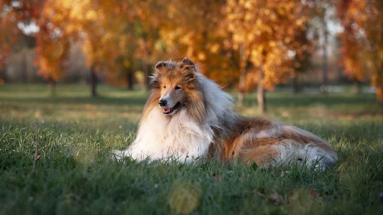 Collie