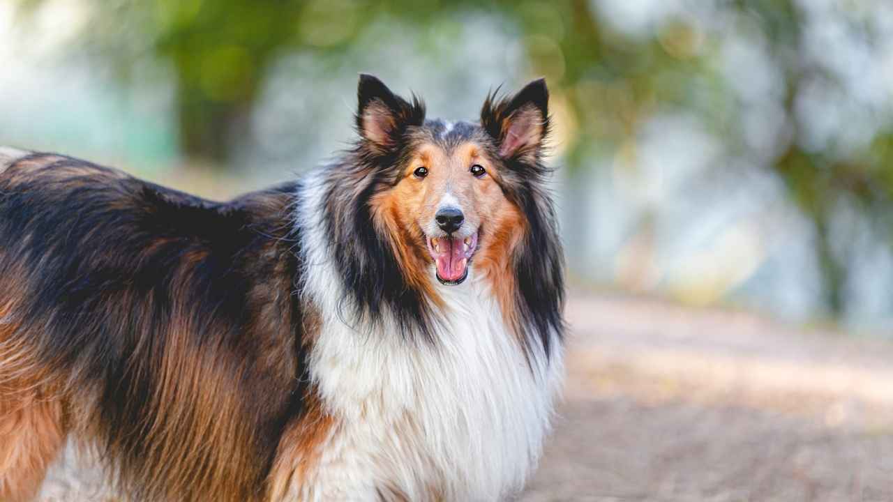 Collie