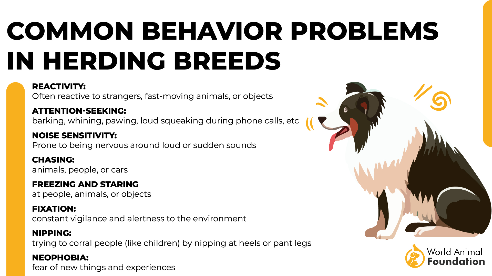 Common Behavior Problems in Herding Breeds-01