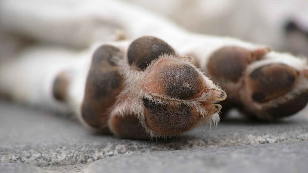 Common Causes of Dog Paw Burns