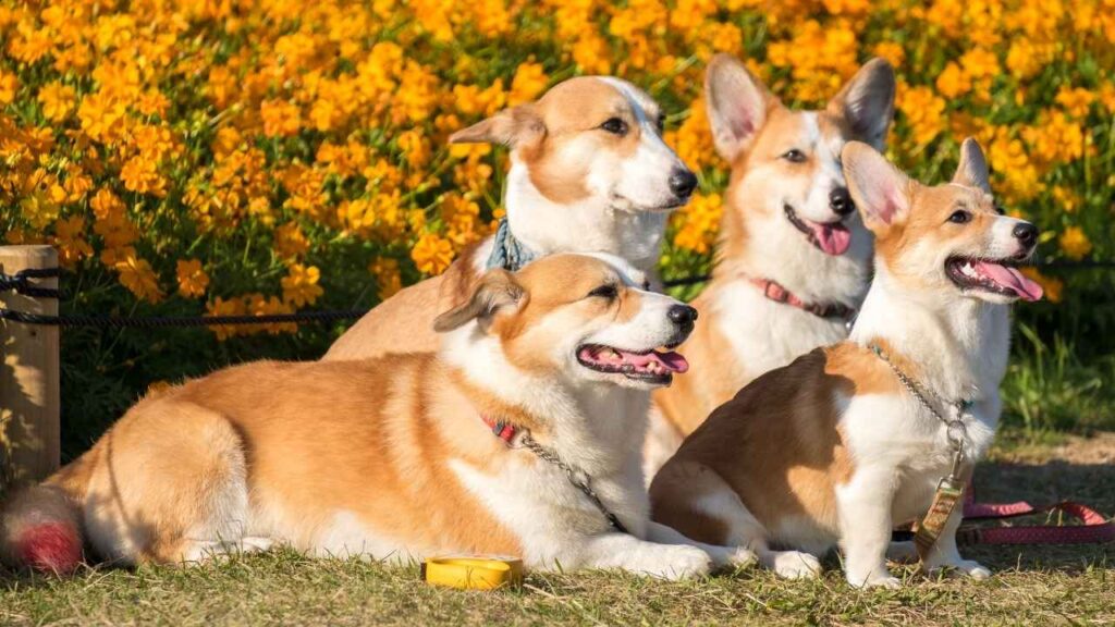 corgi personalities