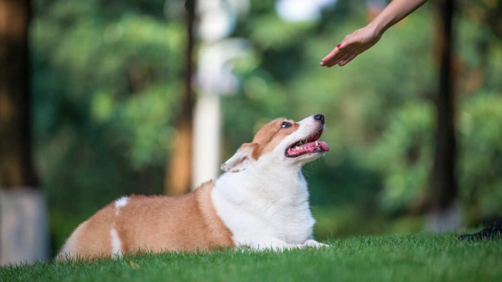 are corgi social