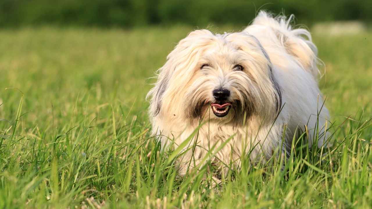 Coton de Tulear