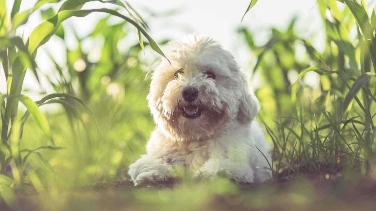 Coton de Tulear