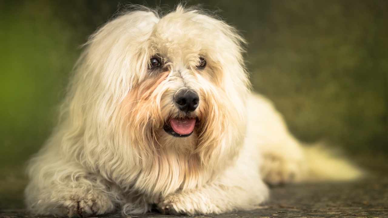 Coton de Tulear