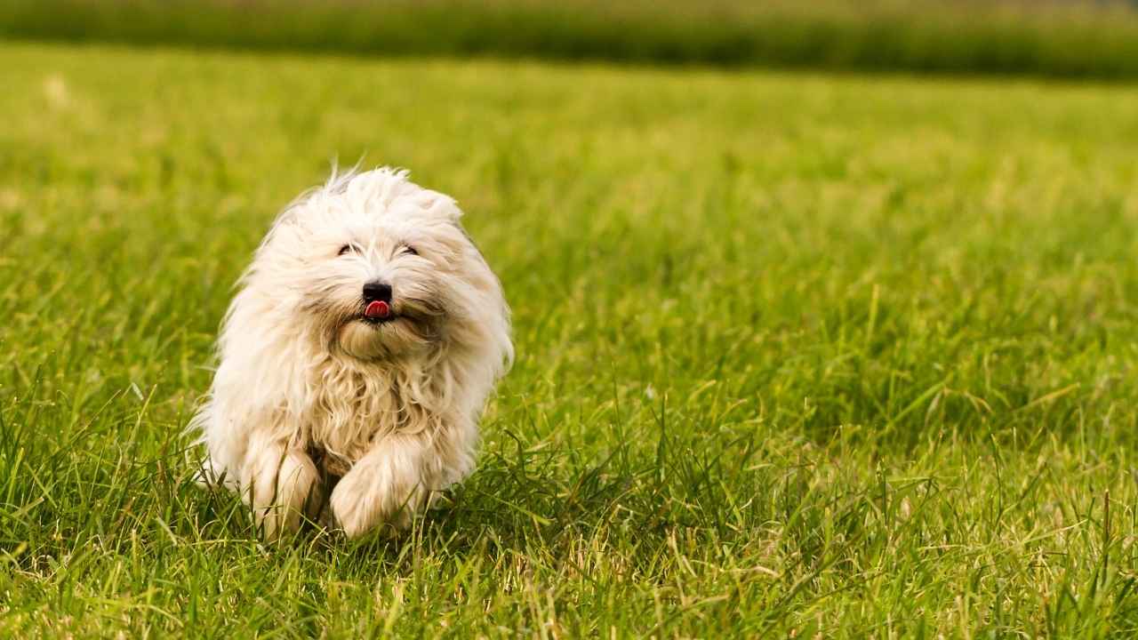 Coton de Tulear