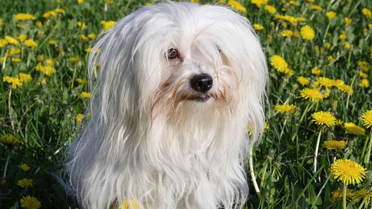 Coton de Tulear