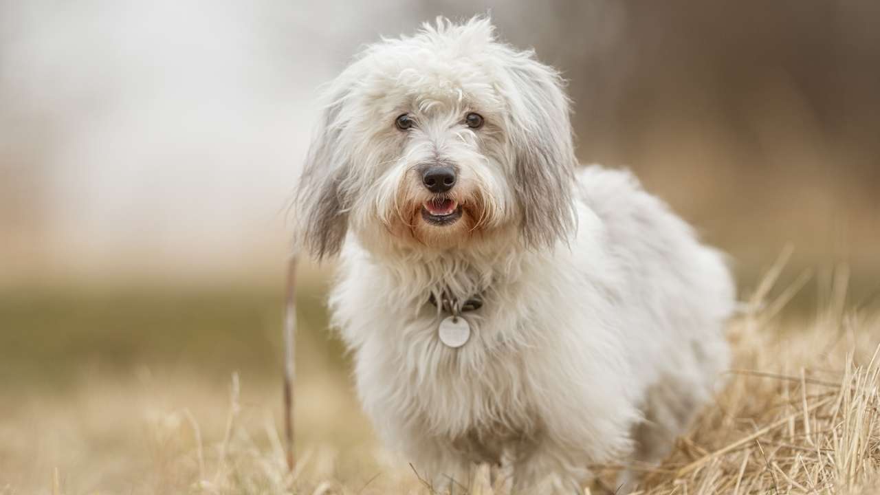 Coton de Tulear